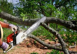 Yreka, CA Tree Removal Company