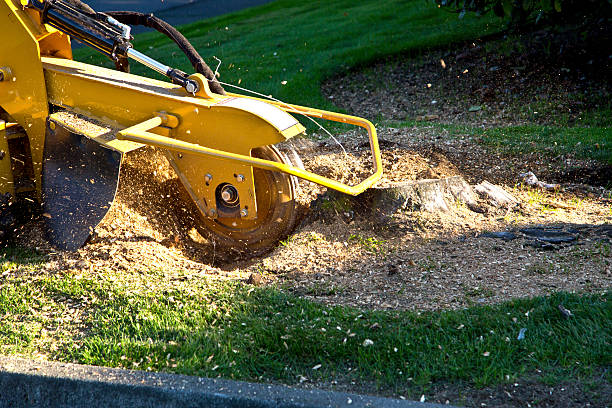 Tree and Shrub Care in Yreka, CA